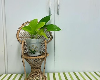 Vintage mini peacock chair/wicker chair plant stand