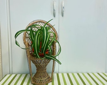 Vintage mini peacock chair/wicker chair plant stand