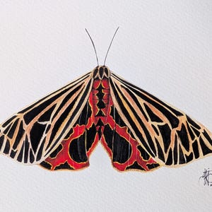 Original Aquarell Motte Malerei 8 "X 10" Tiger Motte Natur Liebhaber Schmetterling Kunst Originalgemälde Home Decor Realistische Motte