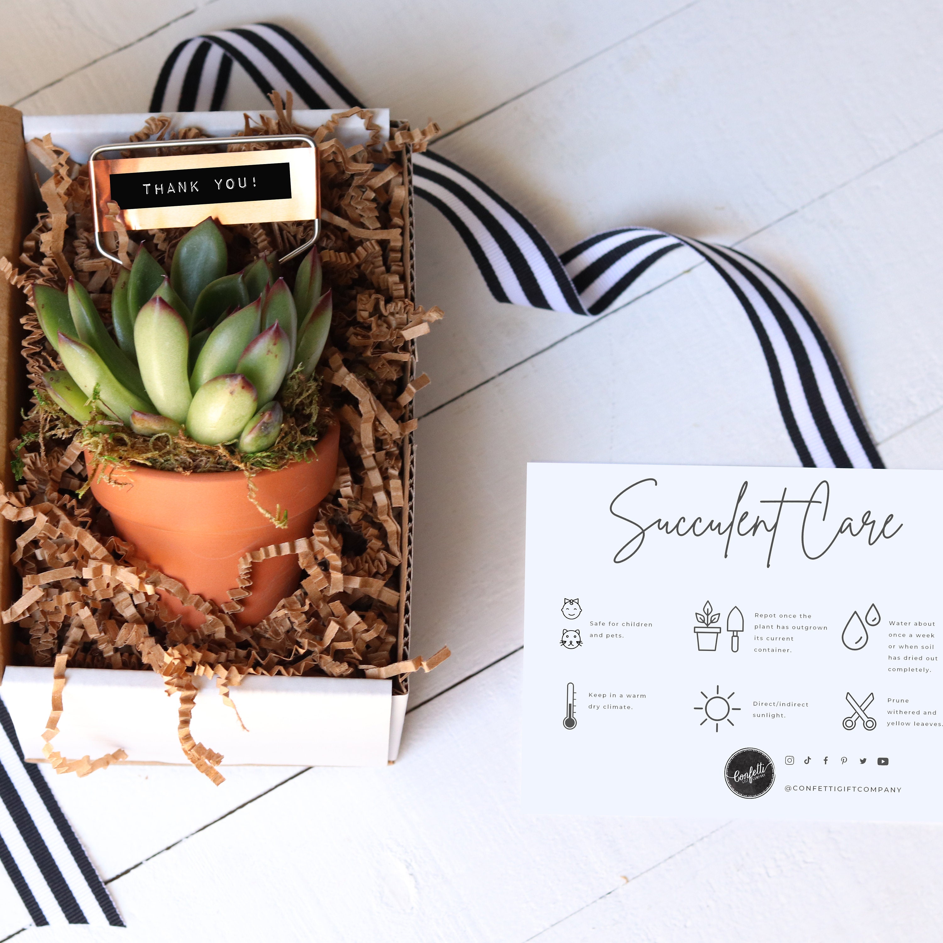 Thank You Succulent Gift Box