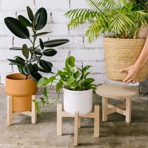 Puede incluir: Tres plantas de interior en macetas y soportes decorativos. Una planta grande con hojas de color verde oscuro se encuentra en una maceta de terracota sobre un soporte de madera. Una planta más pequeña está en una maceta blanca.