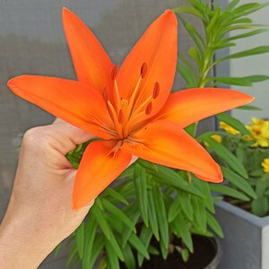 Puede incluir: Una vibrante flor de lirio naranja con seis p&eacute;talos prominentes. El centro de la flor presenta un grupo de estambres. La flor es sostenida por una mano, con follaje verde en el fondo. La flor est&aacute; en plena floraci&oacute;n, mostrando su color brillante.