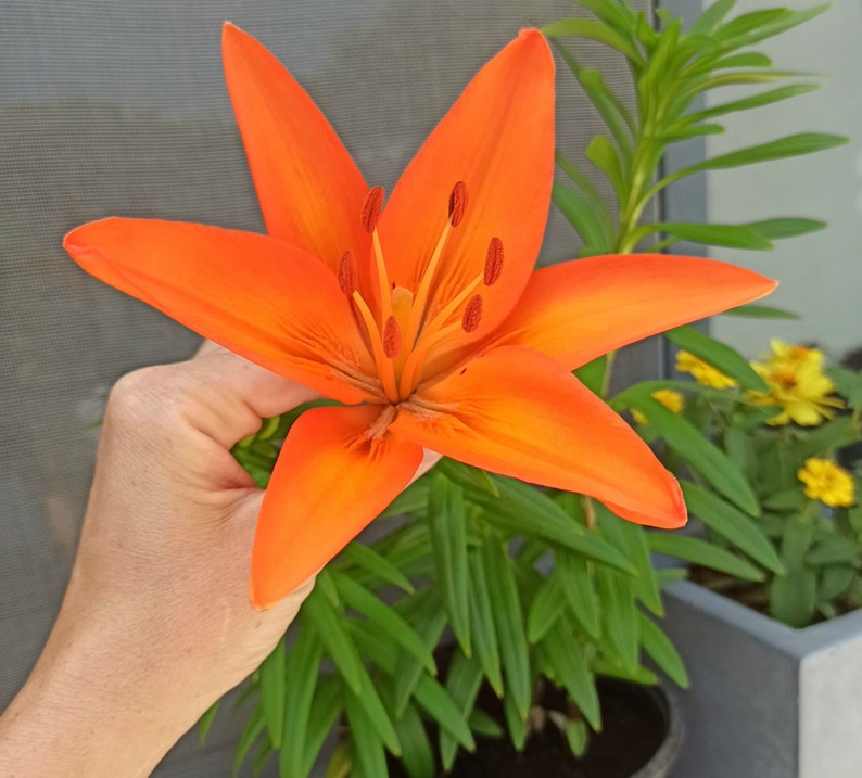Puede incluir: Una vibrante flor de lirio naranja con seis p&eacute;talos prominentes. El centro de la flor presenta un grupo de estambres. La flor es sostenida por una mano, con follaje verde en el fondo. La flor est&aacute; en plena floraci&oacute;n, mostrando su color brillante.