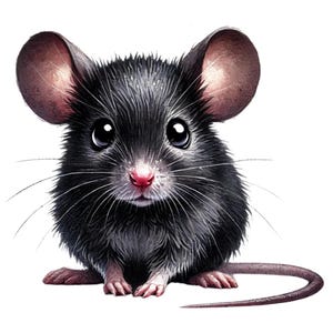 May include: A detailed illustration of a black mouse with large, expressive eyes and prominent ears. The mouse has a pink nose and long whiskers. Its fur is a mix of black and gray, and it has a long, slender tail. The image is set against a white background.