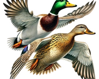 28 Stockente Enten Clipart PNG, Vögel Enten Clipart, druckbare Aquarell Clipart, Wandkunst, Papiermodelle, digitaler Download, Junk Journals
