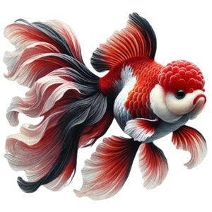 28 Watercolor Oranda Goldfish Clipart PNG, Fancy Goldfish Illustrations, Commercial Use, Hight Resolution PNGs, Fish PNG Clipart, GoldFish