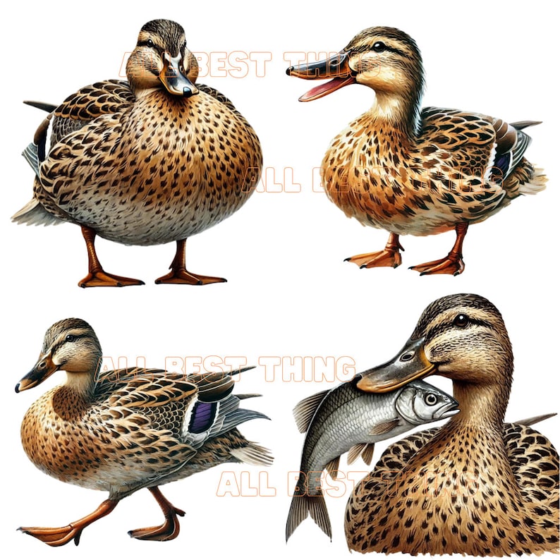 28 Mallard Duck Clipart PNG, Birds Ducks Clipart, Printable Watercolor ...