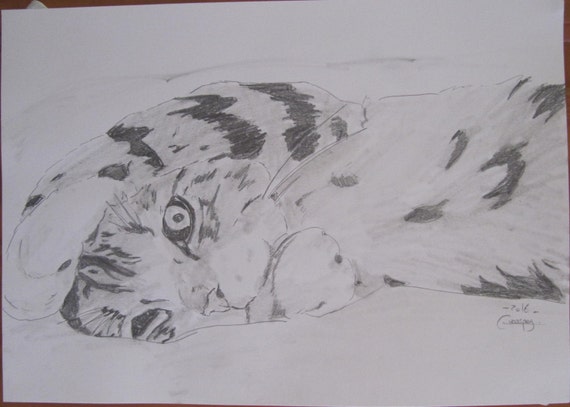 Dessin Crayon Graphite Chat Se Prélasse A3