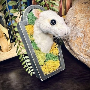 棺桶ネズミマウント