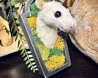 May include: A white rat taxidermy head mounted in a black frame with green and yellow moss.