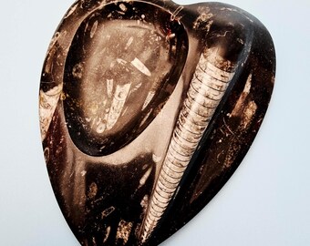 Orthoceras Fossil Heart Dish – 400 Million Year Old Fossil Plate – Hand Carved Stone Heart Bowl – 1.5 lb Fossil Decor