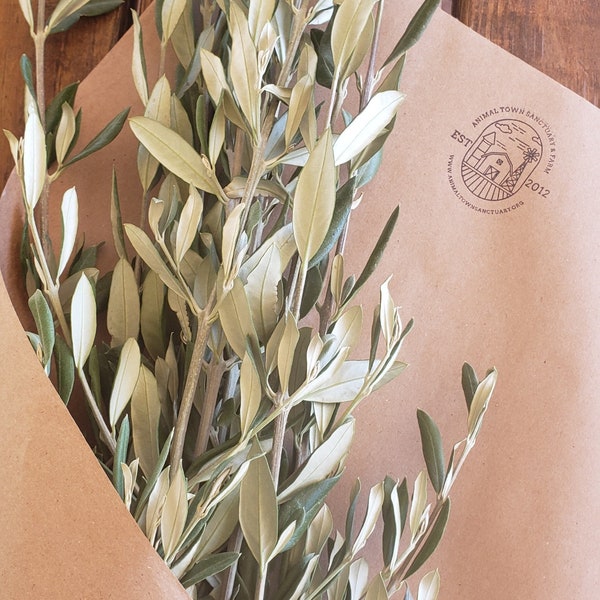 OLIVE BRANCHES - organic - fresh cut - Olive Branch Home Decor - Olive Branch Bridal Wedding