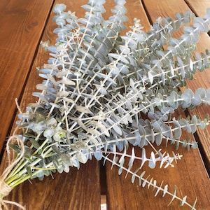 Organic Fresh Eucalyptus Shower Bundle, Eucalyptus Shower Plant, Eucalyptus Shower Bundle, Eucalyptus , Real Eucalyptus, Eucalyptus Shower
