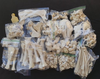 Disarticulated Calf Skeleton