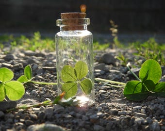 Real Four Leaf Clover – Handpicked, Pressed in Glass Jar - Etsy