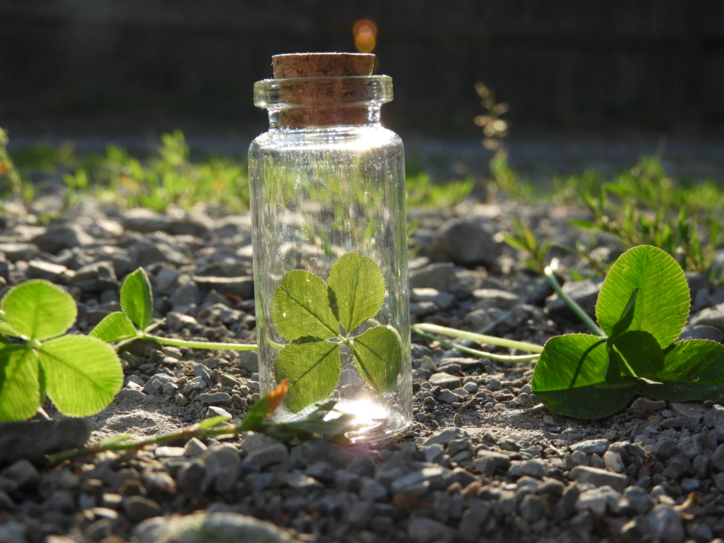 Real Four Leaf Clover – Handpicked, Pressed in Glass Jar - Etsy