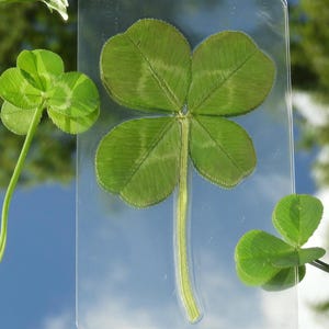 Four Leaf Clovers - Genuine and Hand Picked - Wallet Cards, Book Marks, Scrapbooking, Wedding Favours, Gifts, Father&#39;s Day