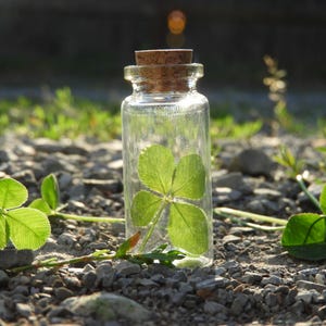 Four Leaf Clover Glass Jar - Real, Handpicked - Decor, gift, graduation/anniversary, St, Patrick&#39;s Day, mother&#39;s/father&#39;s day