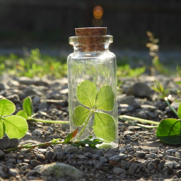 Real Four Leaf Clover – Handpicked, Pressed in Glass Jar