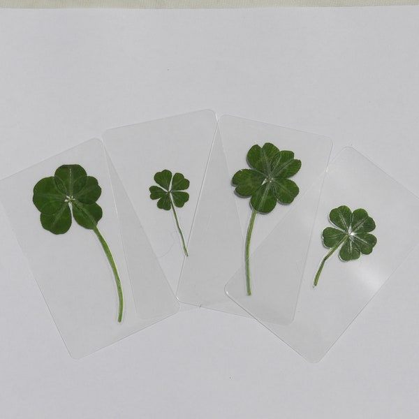Five-Leaf Clover - Genuine, Hand Picked and Laminated- Wallet Cards, Book Marks, Scrapbooking, Wedding Favours, Gifts, St. Patrick’s Day