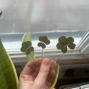 Véritable trèfle à 5 feuilles : authentique porte-bonheur plastifié pour portefeuilles, signets, albums de coupures et cadeaux