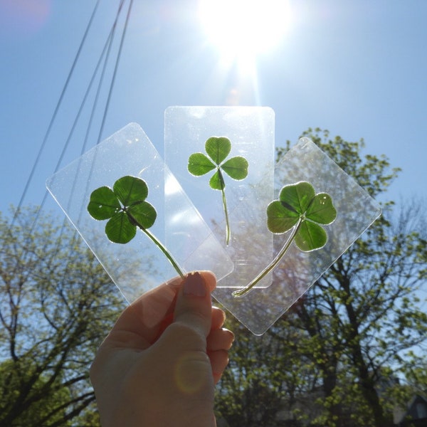 Four Leaf Clovers - Genuine and Hand Picked - Wallet Cards, Book Marks, Scrapbooking, Wedding Favours, Gifts, Father's Day