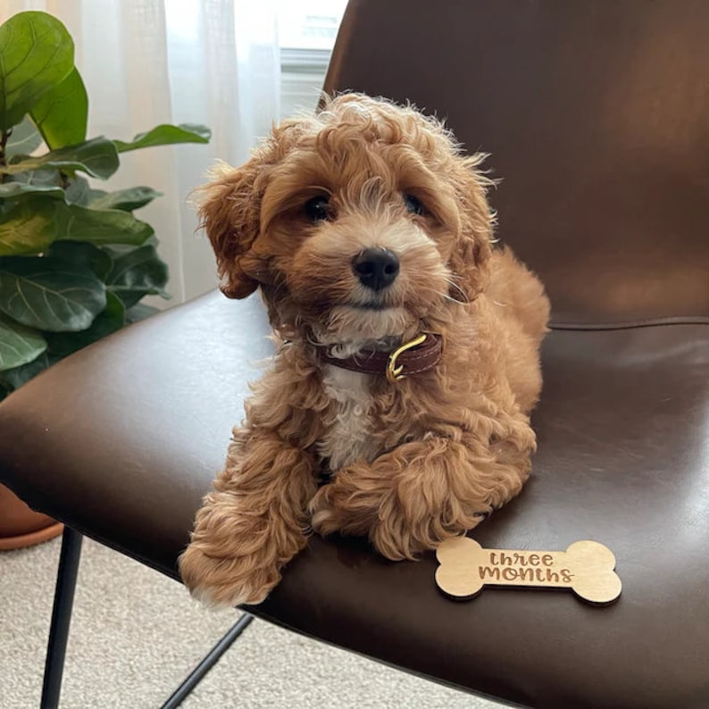 Monthly Milestone Marker For Dogs | Laser Engraved | New Puppy | Monthly Milestone For Puppy | New Dog Owner | New Dog Gift image 1