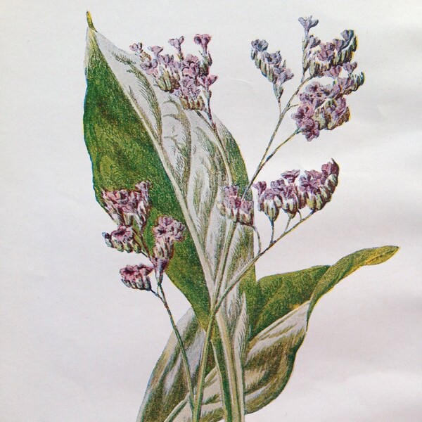 1878 la lavande de mer origine botanique Lithographie - botanique - fleurs - décoration murale - décoration d’intérieur - passe-partout & prêt à encadrer