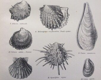 1891 LAMELLIBRANCHIATA Original Antique Encyclopaedia Illustration - Marine Species  - Molluscs - Bathroom wall decor - home decor