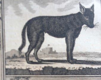 1775 Original Antique Copper Engraving - The Black Wolf and the Genet - Count de Buffon - Wildlife - Wall Decor - Zoology - Matted - Framed
