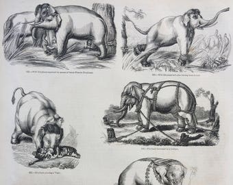 1856 Large Original Antique Engraving - Elephants: Harnessed in Keddah, White Elephant, Conveying Artillery - Wildlife Wall Decor