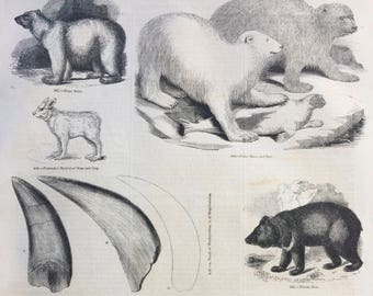 1856 Large Original Antique Engraving - Bear Species: Polar Bear, Tibet Bear, American Black Bear, Bear Tooth, Racoon - Wildlife Wall Decor