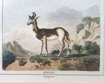 1807 Original Antique Hand-Coloured Engraving - Nanguer (Dama Gazelle) and Guib (Imbabala) - Buffon - Zoology - Decorative Art - Framed