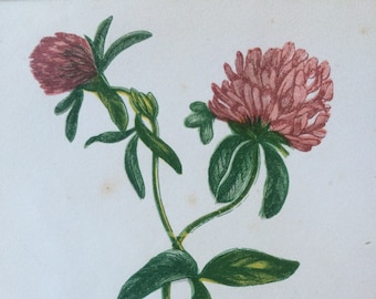 1852 Original Antique Hand-Coloured Anne Pratt Botanical Illustration - Common Purple Trefoil - Flower - Botany - Garden - Available Framed
