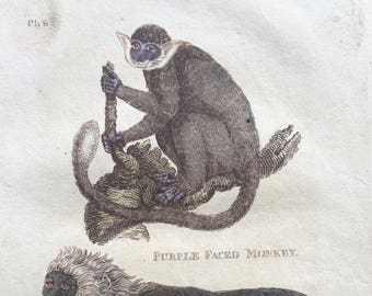 1811 Original Antique Hand-Coloured Engraving - Purple Faced Monkey and Leonine Monkey - Wildlife - Wall Decor - Zoology - Decorative Art