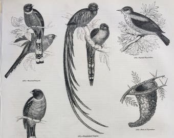 1856 Large Original Antique Bird Engraving - Mexican Trogon, Resplendent Trogon, Spotted Flycatcher, Nest - Ornithology - Wall Decor