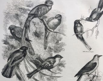 1856 Large Original Antique Bird Engraving - Trogons, Narina Trogon, Green Leptosome, Abyssinian Roller - Ornithology - Wall Decor