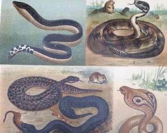 1904 Original Antique Lithograph - Venomous Snakes - Sea Snake, Rattlesnake, Adder, Cobra, Coral Snake, Jararaca - Victorian Wall Decor