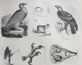 1856 Large Original Antique Bird Engraving - Golden Eagle, Imperial Eagle, Eagle Skull, Birds of Prey - Ornithology - Wall Decor