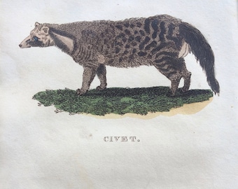 1811 Original Antique Hand-Coloured Engraving - Civet and Indian Ichneumon - Wildlife - Wall Decor - Zoology - Decorative Art