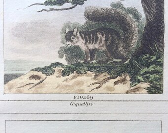 1807 Original Antique Hand-Coloured Engraving - Coquallin & Phalanger - Buffon - Zoology - Natural History - Matted - Framed Decorative Art