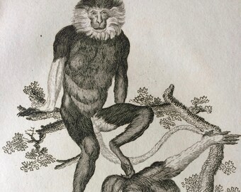 1800 Cochinchina Monkey Original Antique Engraving - Wildlife - Zoology - Natural History