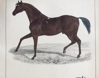 1852 Original Antique Hand-Coloured Engraving - Race Horse & Cart Horse - Equine Species - Equestrian - Natural History - Decorative Print