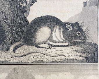 1775 Original Antique Copper Engraving - Surmolot and Marmot - Count de Buffon - Wall Decor - Zoology - Decorative Art - Natural History