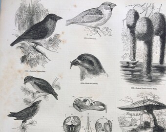 1856 Large Original Antique Bird Engraving - Hawfinch, Crossbill, Weaver-Bird Nest, Bird Anatomy, Birds Nests - Ornithology - Wall Decor