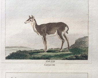 1807 Original Antique Hand-Coloured Engraving - Cariacoo, Cariacoo of Ceylon & Memina - Buffon - Zoology - Framed - Natural History