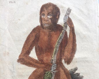 1811 Original Antique Hand-Coloured Engraving - Orangutan - Wildlife - Wall Decor - Zoology - Decorative Art - Primate