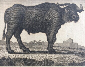 1775 Original Antique Copper Engraving - The Buffalo and The Zebu - Count de Buffon - Wall Decor - Zoology - Decorative Art - Wildlife