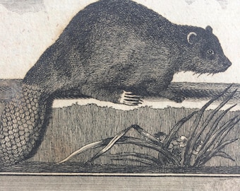1775 Original Antique Copper Engraving - Beaver and Racoon - Count de Buffon - Wall Decor - Zoology - Decorative Art - Natural History