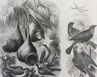 1856 Large Original Antique Bird Engraving - Baltimore Oriole & Black Snake, Pit-Pit, Cow-Troupials, Pensile Nests  Ornithology - Wall Decor